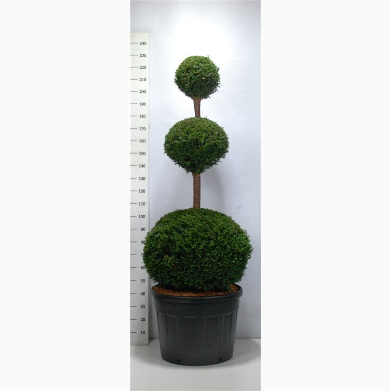 Idegran – Taxus baccata - 140-160 CM TRIOBOL Cont.